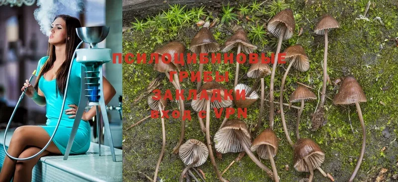 Псилоцибиновые грибы MAGIC MUSHROOMS  Верещагино 